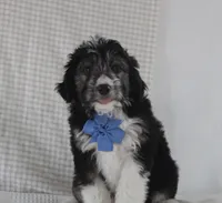Omar, a male Miniature Aussiedoodle for sale in Baltic, OH – Photo 3 of 7