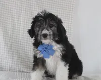 Omar, a male Miniature Aussiedoodle for sale in Baltic, OH – Photo 4 of 7