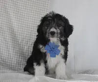 Omar, a male Miniature Aussiedoodle for sale in Baltic, OH – Photo 5 of 7