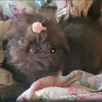 LavGirl, a female Shih Tzu for sale in Hudson, MI – Photo 2 of 3