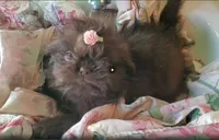 LavGirl, a female Shih Tzu for sale in Hudson, MI – Photo 2 of 3