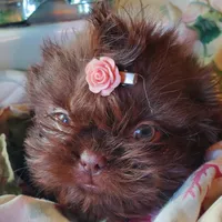 LavGirl, a female Shih Tzu for sale in Hudson, MI – Photo 1 of 3