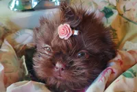 LavGirl, a female Shih Tzu for sale in Hudson, MI – Photo 1 of 3