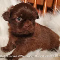 LavGirl, a female Shih Tzu for sale in Hudson, MI – Photo 3 of 3