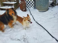 Freddie, a male Pembroke Welsh Corgi for sale in Hudson, MI – Photo 3 of 3