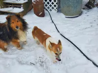 Freddie, a male Pembroke Welsh Corgi for sale in Hudson, MI – Photo 2 of 3