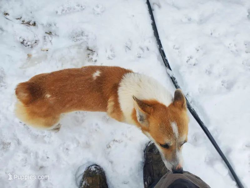 Freddie, a male Pembroke Welsh Corgi for sale in Hudson, MI – Photo 1 of 3