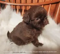 ChocolateBoy, a male Shih Tzu for sale in Hudson, MI – Photo 2 of 2