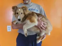 ToyBoy, a male Shetland Sheepdog for sale in Hudson, MI – Photo 5 of 6