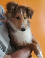 ToyBoy, a male Shetland Sheepdog for sale in Hudson, MI – Photo 2 of 6