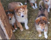ToyBoy, a male Shetland Sheepdog for sale in Hudson, MI – Photo 4 of 6
