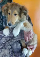 ToyBoy, a male Shetland Sheepdog for sale in Hudson, MI – Photo 3 of 6