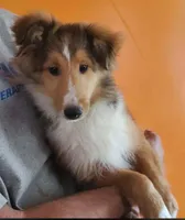 ToyBoy, a male Shetland Sheepdog for sale in Hudson, MI – Photo 1 of 6