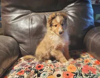 ToyBoy, a male Shetland Sheepdog for sale in Hudson, MI – Photo 6 of 6
