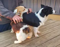 FreckleTrained-Inside&Outside, a female Pembroke Welsh Corgi for sale in Hudson, MI – Photo 2 of 3