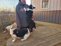 FreckleTrained-Inside&Outside, a female Pembroke Welsh Corgi for sale in Hudson, MI – Photo 3 of 3