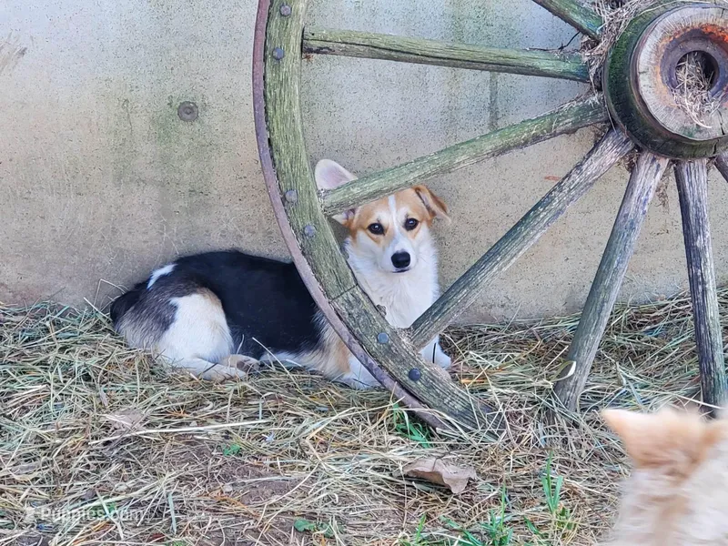 FreckleTrained-Inside&Outside, a female Pembroke Welsh Corgi for sale in Hudson, MI – Photo 1 of 3