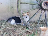 FreckleTrained-Inside&Outside, a female Pembroke Welsh Corgi for sale in Hudson, MI – Photo 1 of 3