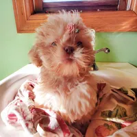 CreamGirl, a female Shih Tzu for sale in Hudson, MI – Photo 1 of 2