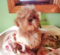 CreamGirl, a female Shih Tzu for sale in Hudson, MI – Photo 1 of 2