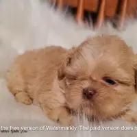 CreamGirl, a female Shih Tzu for sale in Hudson, MI – Photo 2 of 2