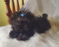 ImperialBoy, a male Shih Tzu for sale in Hudson, MI – Photo 1 of 2