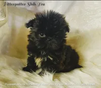 ImperialBoy, a male Shih Tzu for sale in Hudson, MI – Photo 2 of 2