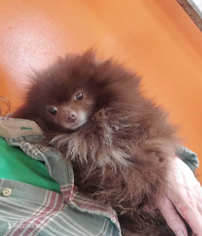 Little chocolate – Pomeranian puppy for sale in Hudson, MI