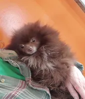 Little chocolate, a male Pomeranian for sale in Hudson, MI – 1 of 1
