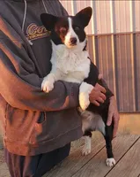Smidge, a female Pembroke Welsh Corgi for sale in Hudson, MI – Photo 2 of 2