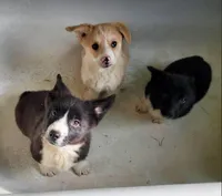 NarrowBlazeBoy, a male Pembroke Welsh Corgi for sale in Hudson, MI – Photo 1 of 2