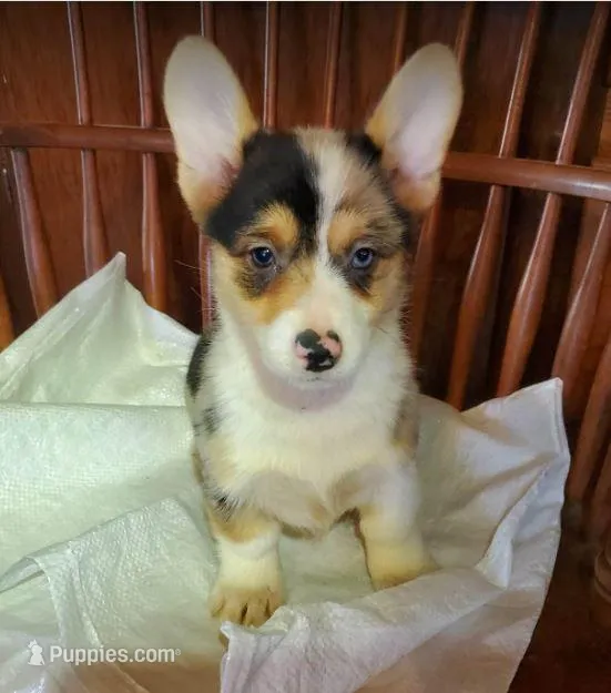 DkMerleGirl, a female Pembroke Welsh Corgi for sale in Hudson, MI – Photo 1 of 2