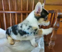 DkMerleGirl, a female Pembroke Welsh Corgi for sale in Hudson, MI – Photo 2 of 2