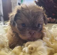 ChocBoy, a male Shih Tzu for sale in Hudson, MI – Photo 1 of 3