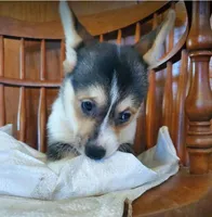 TriGirlMischievous, a female Pembroke Welsh Corgi for sale in Hudson, MI – Photo 2 of 2