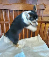 TriGirlMischievous, a female Pembroke Welsh Corgi for sale in Hudson, MI – Photo 1 of 2