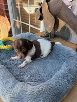 Sydney , a male Miniature Dachshund for sale in Oklahoma City, OK – Photo 1 of 2