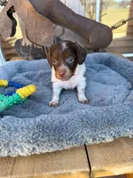 Sydney , a male Miniature Dachshund for sale in Oklahoma City, OK – Photo 2 of 2