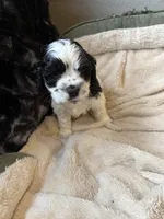 Snoopy, a male Cocker Spaniel for sale in Oklahoma City, OK – Photo 1 of 3