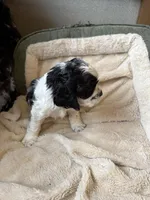 Snoopy, a male Cocker Spaniel for sale in Oklahoma City, OK – Photo 2 of 3