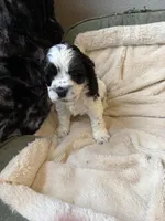 Snoopy, a male Cocker Spaniel for sale in Oklahoma City, OK – Photo 3 of 3