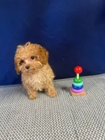Georgie, a male Cockapoo for sale in Oklahoma City, OK – 4 of 4
