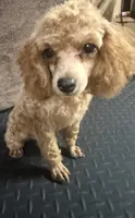 Tiki, a female Poodle - Miniature  for sale in Oklahoma City, OK – 2 of 3