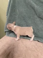 Trevin, a male French Bulldog for sale in Oklahoma City, OK – 2 of 2