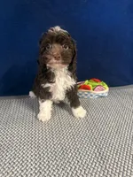 Abby, a female Cockapoo for sale in Oklahoma City, OK – 4 of 4