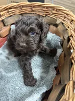 Sam, a male Cockapoo for sale in Oklahoma City, OK – 2 of 2