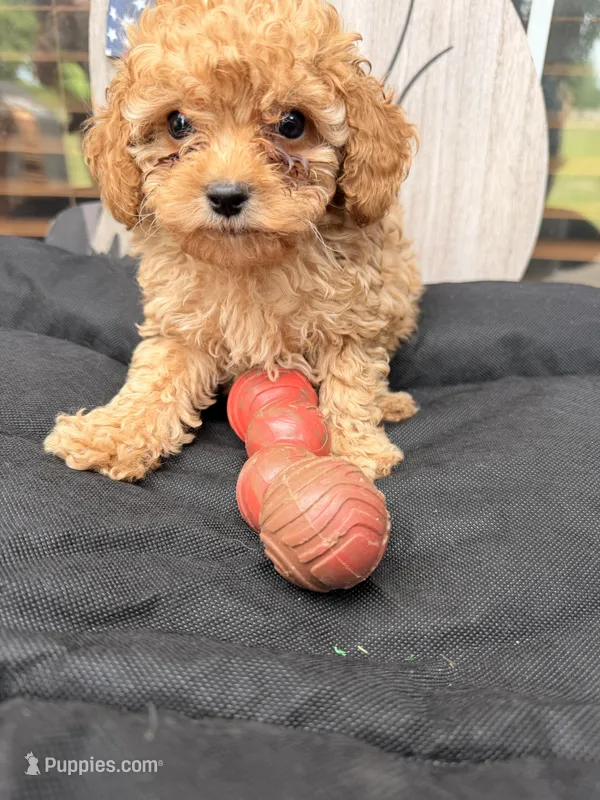 Ben – Cockapoo puppy for sale in Oklahoma City, OK