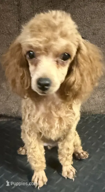 Tiki – Poodle - Miniature  puppy for sale in Oklahoma City, OK
