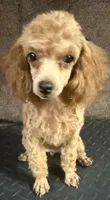 Tiki, a female Poodle - Miniature  for sale in Oklahoma City, OK – 1 of 3