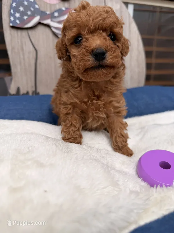 Bell – Poodle - Miniature  puppy for sale in Oklahoma City, OK